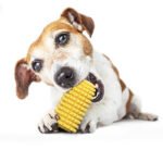 Dog Corn Molar Stick Chew Resistant Toy - Image 9