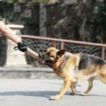 Biting Dog Training Professional Working Dog - Image 2