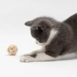 2pcs Cat Toy Pet Rattan Ball Cat Toy Funny Faux Feather Cat Bell Ball Kitten Playing Interactive Ball Toys Pet Supplies - Image 5