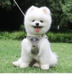 Breathable Mesh Small Dog Harness and Leash - Image 6