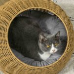 Cat Bed with Washable Cushion for Cats - Image 3