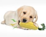 PROKEl Dog Chew Toys Corn Stick Toy For Smal  MediumLarge Breed 5.8   Squeak Corn Stick Ropetoy - Image 6